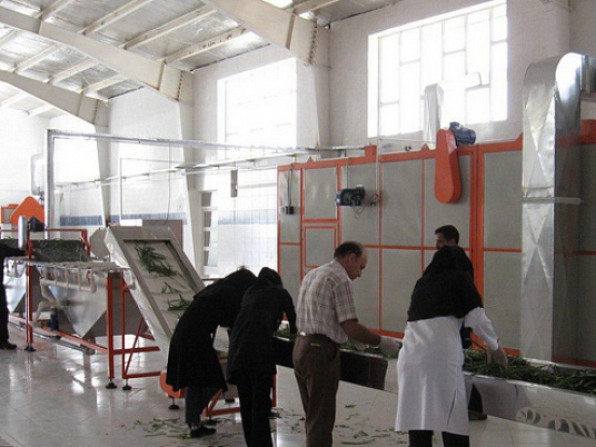 Посещение заводов по производству сухофруктов в Иране